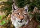 Evropski lynx - eleganten predator